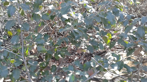 iNaturalist observation photo of sugar bush