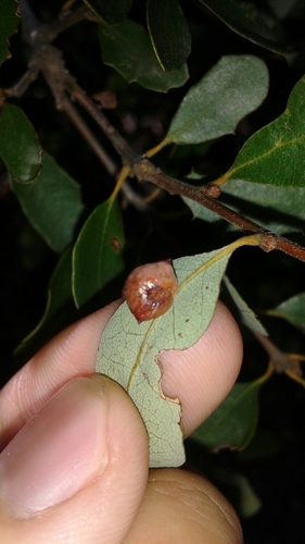 iNaturalist observation photo of Oak Gall Wasps