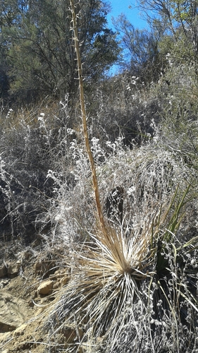 iNaturalist observation photo of chaparral yucca