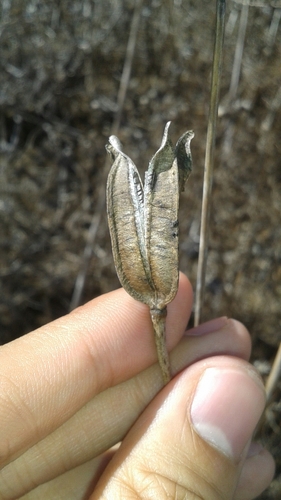 iNaturalist observation photo of mariposa lilies