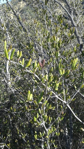 iNaturalist observation photo of Birchleaf Mountain Mahogany