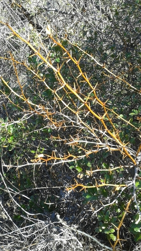 iNaturalist observation photo of currants and gooseberries