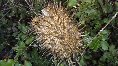 iNaturalist observation photo of Chilicothe