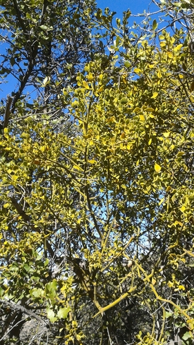 iNaturalist observation photo of oak mistletoe