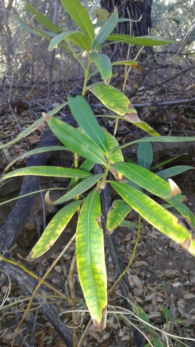 iNaturalist observation photo of California bay
