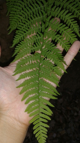 iNaturalist observation photo of coastal woodfern