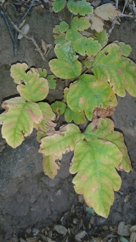 iNaturalist observation photo of Pacific poison oak