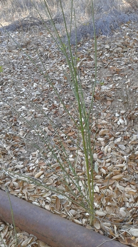 iNaturalist observation photo of Spanish Broom