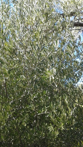 iNaturalist observation photo of Olive