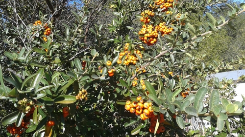 iNaturalist observation photo of firethorns