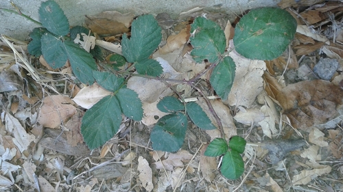 iNaturalist observation photo of Armenian Blackberry