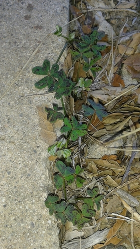 iNaturalist observation photo of Bermuda buttercup