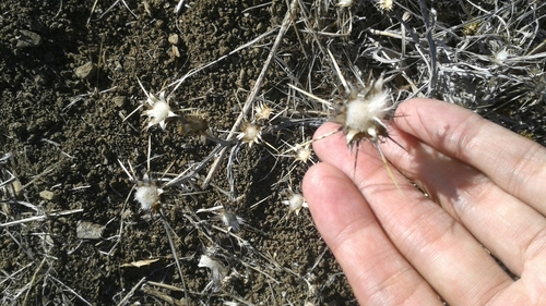 iNaturalist observation photo of Yellow Star-Thistle