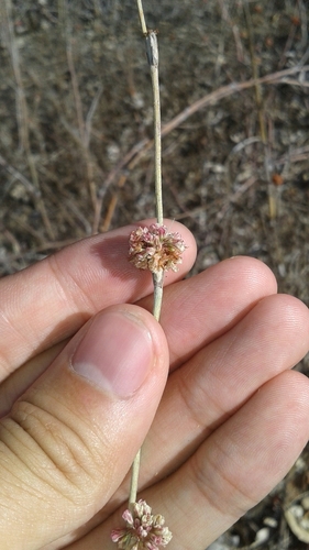 iNaturalist observation photo of Long-stemmed Buckwheat