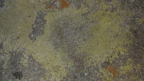 iNaturalist observation photo of Yellow Cobblestone Lichen