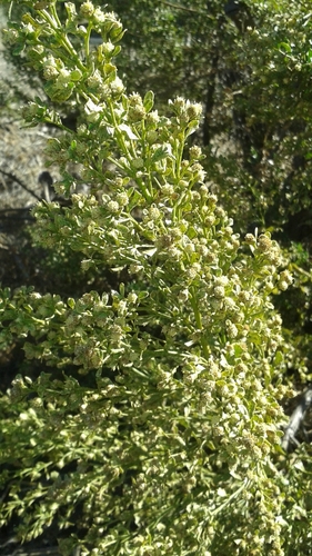 iNaturalist observation photo of coyote brush