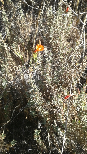 iNaturalist observation photo of California fuchsia