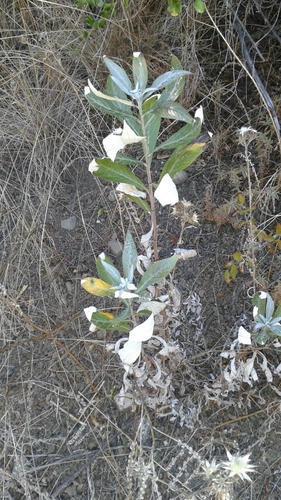 iNaturalist observation photo of California mugwort