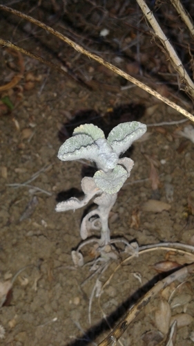 iNaturalist observation photo of White Horehound