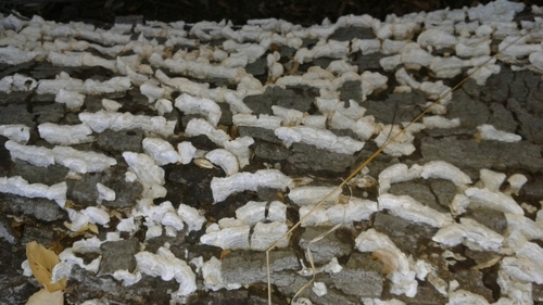 iNaturalist observation photo of Stereum