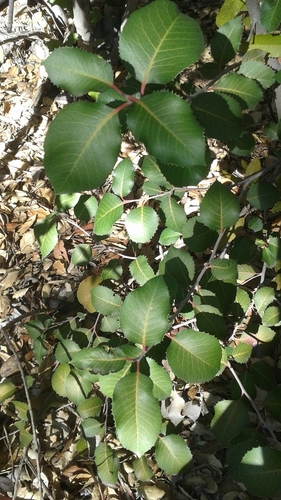 iNaturalist observation photo of sugar bush × lemonade berry hybrid