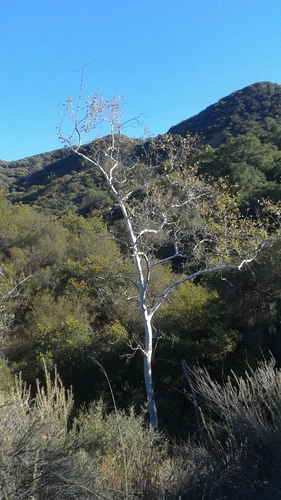 iNaturalist observation photo of western sycamore