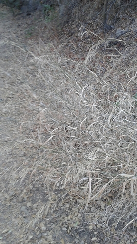 iNaturalist observation photo of Smilo Grass