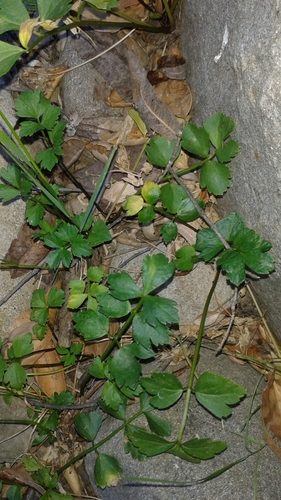 iNaturalist observation photo of carrot family