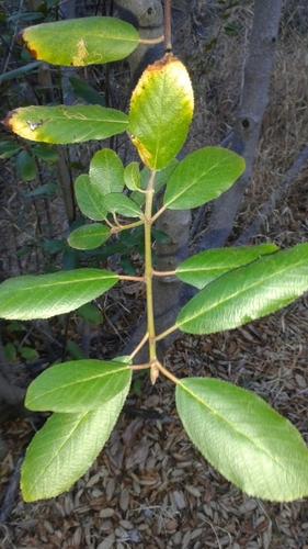 iNaturalist observation photo of coffeeberry