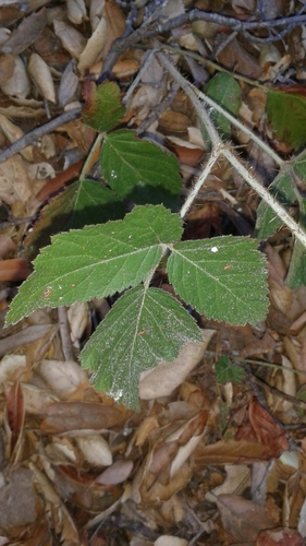 iNaturalist observation photo of trailing blackberry