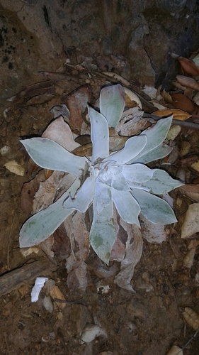 iNaturalist observation photo of Chalk Dudleya