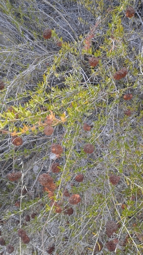 iNaturalist observation photo of California Buckwheat