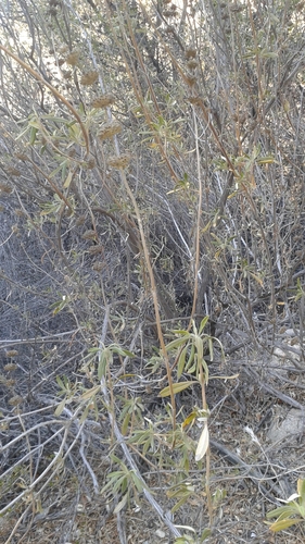 iNaturalist observation photo of black sage