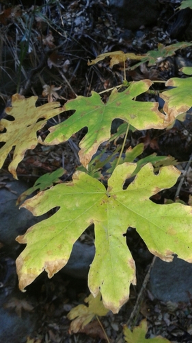 iNaturalist observation photo of bigleaf maple