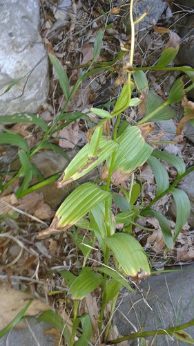 iNaturalist observation photo of Stream Orchid