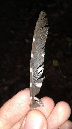 iNaturalist observation photo of Nuttall's Woodpecker