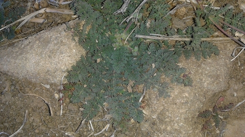 iNaturalist observation photo of Redstem Stork's-bill