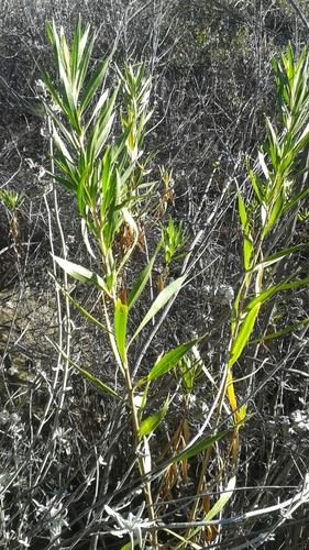 iNaturalist observation photo of mule fat