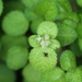 Pilea nummulariifolia - Photo (c) Maxime Rome, todos los derechos reservados, subido por Maxime Rome