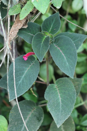 Sinningia reitzii