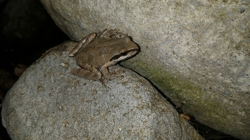 iNaturalist observation photo of Pacific chorus frog