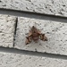 Neogurelca himachala - Photo (c) sasuken，保留所有權利