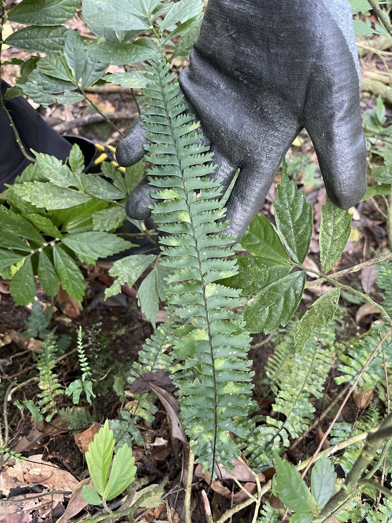 Hymenasplenium cheilosorum from 卓溪鄉, TW on 2023년 03월 21일 (화) at 11:00 오전 by shiaokao · iNaturalist Hymenasplenium... 