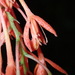 Epidendrum embreei - Photo (c) Rudy Gelis, all rights reserved, uploaded by Rudy Gelis