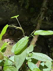 Image of Anthurium davidsoniae