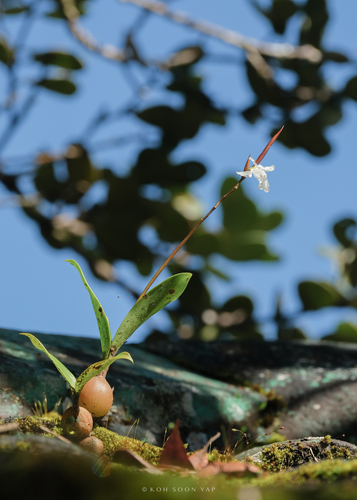 Coelogyne stenochila