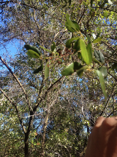 iNaturalist observation photo of greenbark ceanothus