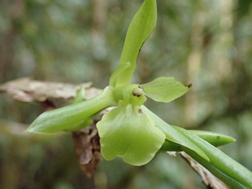 Epidendrum hexagonum image