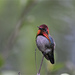 Bee Hummingbird - Photo (c) Jake Scott, all rights reserved, uploaded by Jake Scott