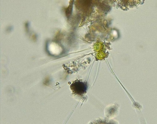 Chaetopeltidales